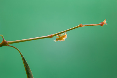 胭脂虫红。