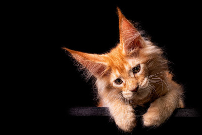 黑色背景上的缅因猫。