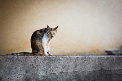 猫
