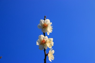 梅，花，春，花，节日，乡村，