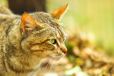 非洲野猫