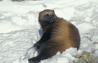 北美狼獾，成年站在雪地上，加拿大