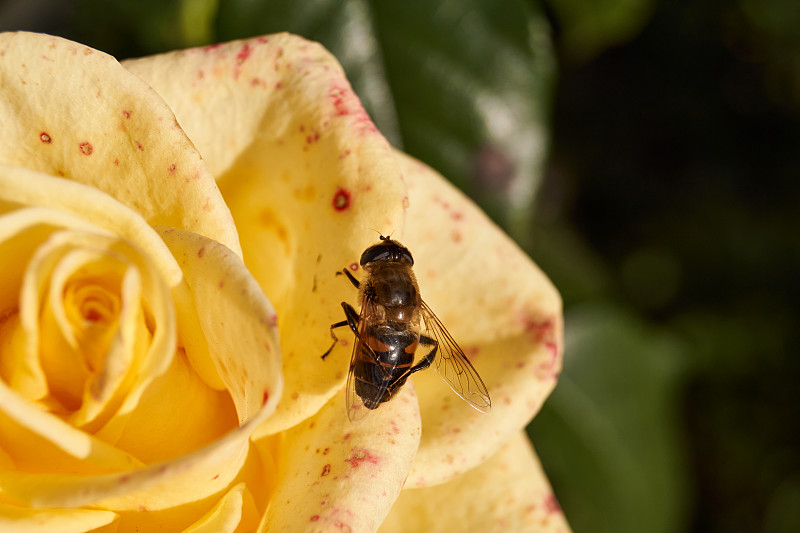 这只苍蝇很普通。Eristalis tenax)属于Eristalinae亚科，坐落在一朵黄色的玫瑰