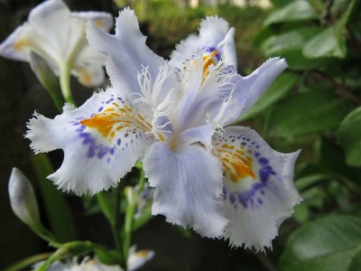 蝴蝶花