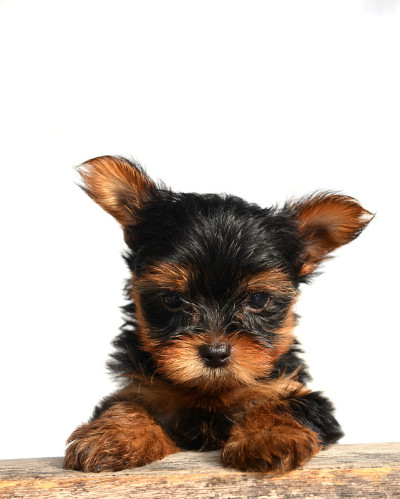 约克郡犬小狗