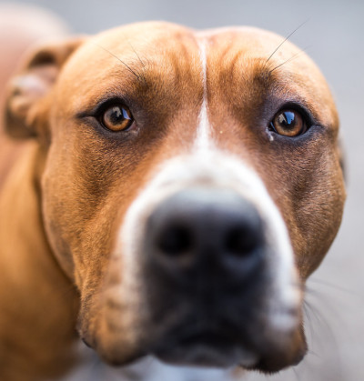 一个比特斗牛犬的肖像