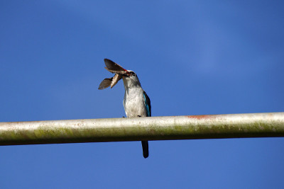 乌干达恩德培的林地翠鸟(Halcyon senegalensis)栖息在一根金属柱上，捕食的是虎蛾