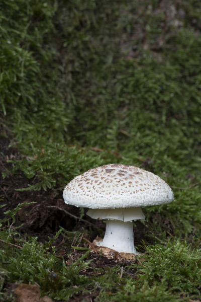 死亡之帽(Amanita citrina)