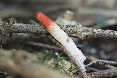 狗臭角(Mutinus caninus)是一种不能吃的蘑菇