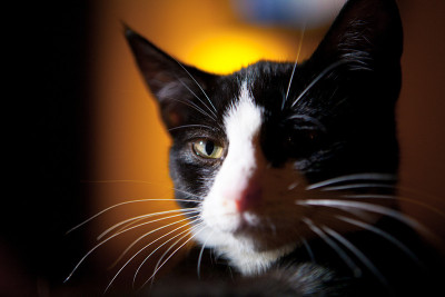 猫的肖像