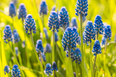 葡萄风信子的花合起来。
