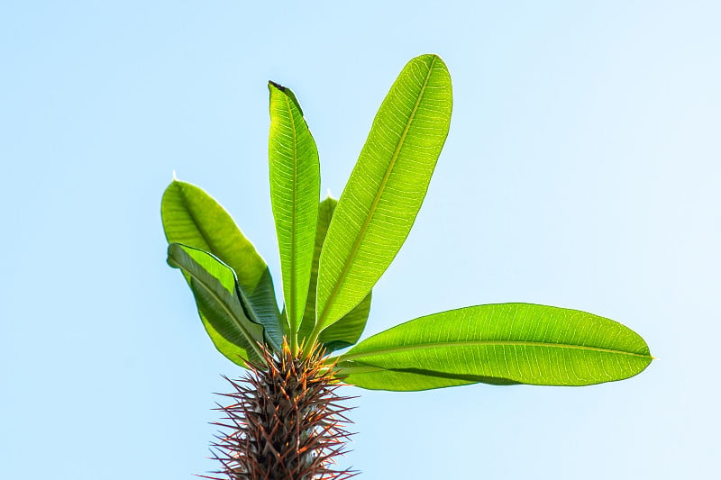 蓝色天空下的马达加斯加棕榈树(Pachypodium lamerei)