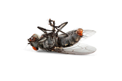 死苍蝇