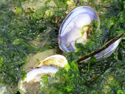 海岸边的蛤蜊周围的绿色海藻