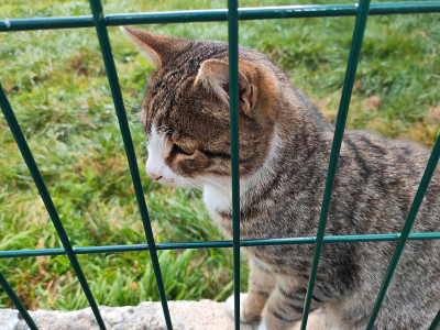 可爱的猫