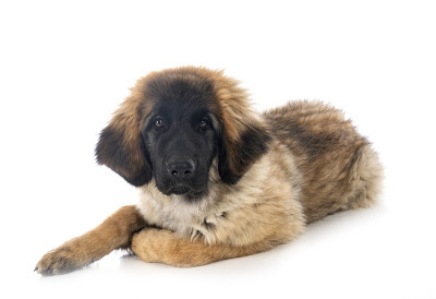 小狗Leonberger