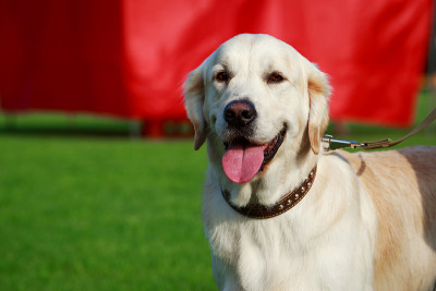 犬种金毛寻回犬