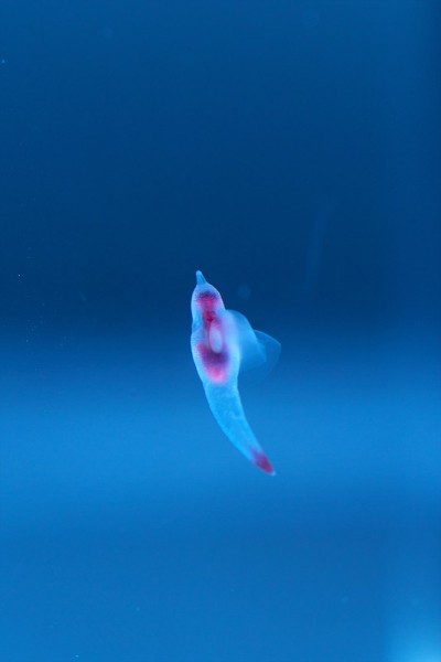 知床妖精Clione