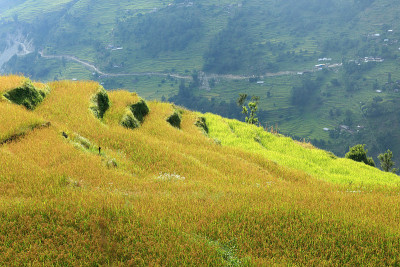 的稻田。Tolka-Landruk-Nepal。0568