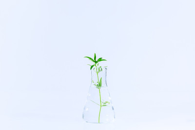 植物在营养培养基中生长的试管竖立在实验室试管适配器上，白色背景上留有文本拷贝空间
