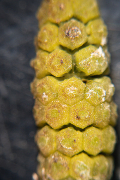 木贼草(木贼草，马尾草，蛇草)是木贼科唯一现存的用于实验室教学的属。