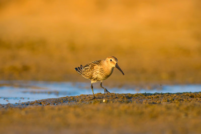 水鸟和五彩缤纷的大自然背景。常见的水鸟:鹬。Calidris ferruginea。