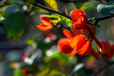日本木瓜在模糊的绿色背景上开花。选择聚焦特写红花榅桲。有趣的自然泉水设计理念。放置文本的位置