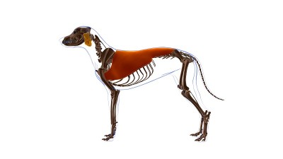 背阔肌狗的肌肉解剖医学概念3D