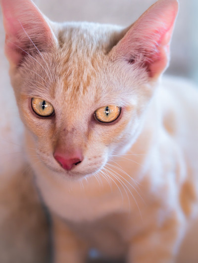 小猫坐在地上