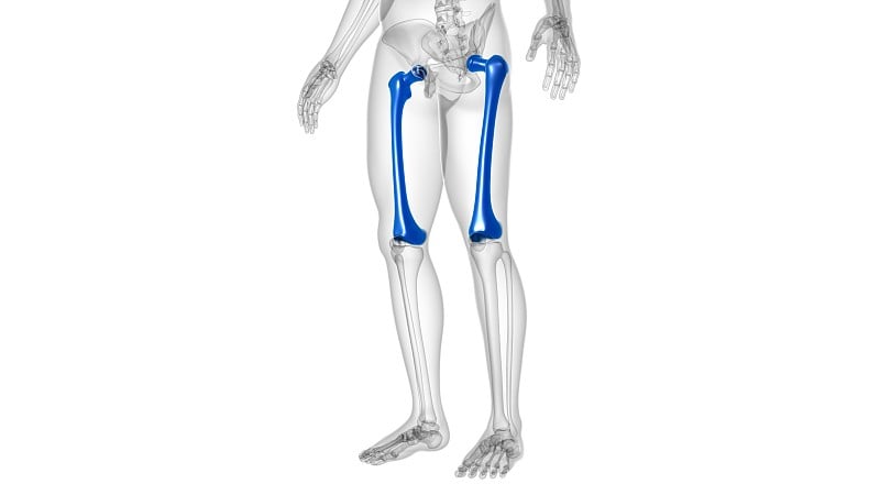 人体骨骼解剖股骨骨3D渲染