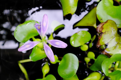 可爱的水葫芦的紫色芽