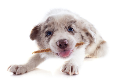 吃小狗边境牧羊犬