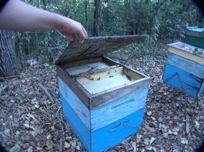 巴西非洲蜜蜂生产蜂蜜家庭农场