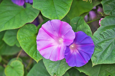 牵牛花