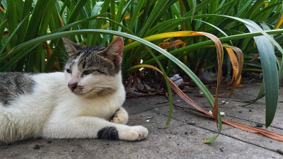 野猫休息和观察周围的灌木丛