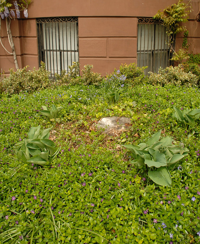 城市草坪采用装饰性地被植物