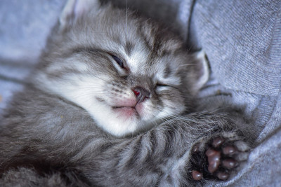 小猫