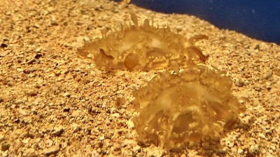 两个棕色固定水母/海蜇/水母