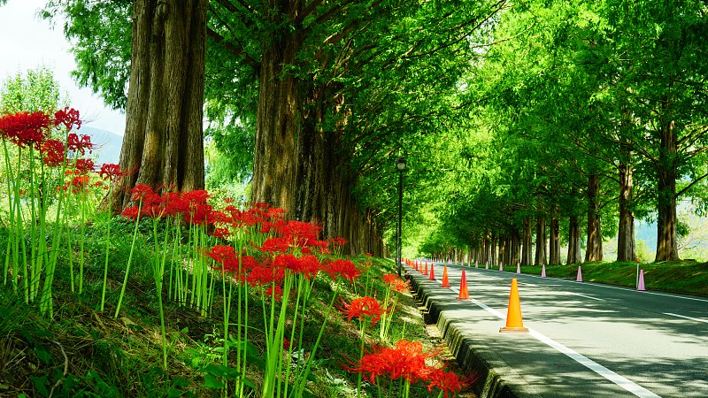 日本志贺牧野水杉树