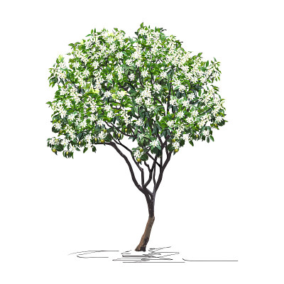 Flowering tangerine tree (Citrus reticulata L.) wi