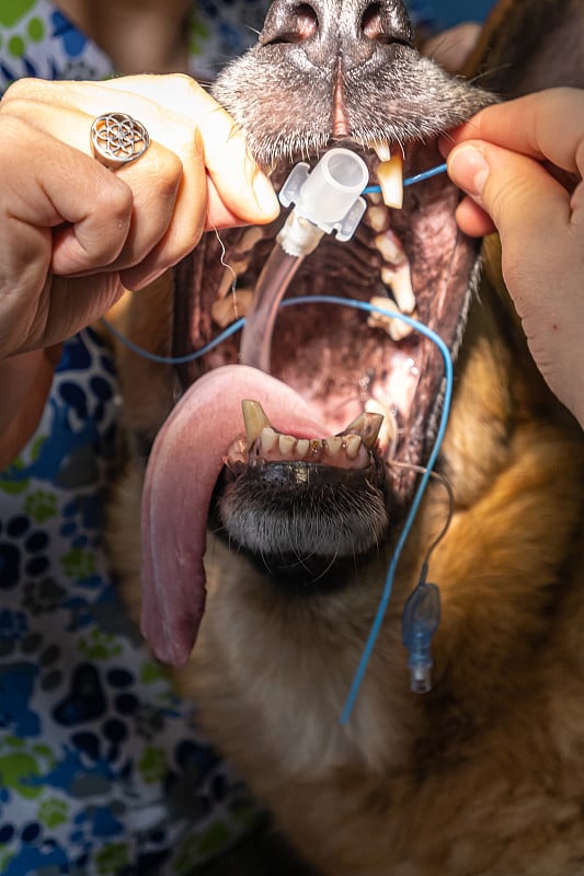 麻醉犬的气管插管