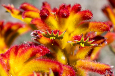 Catspaw(“Anigozanthos humilis”)生长在澳大利亚西部的自然保护区