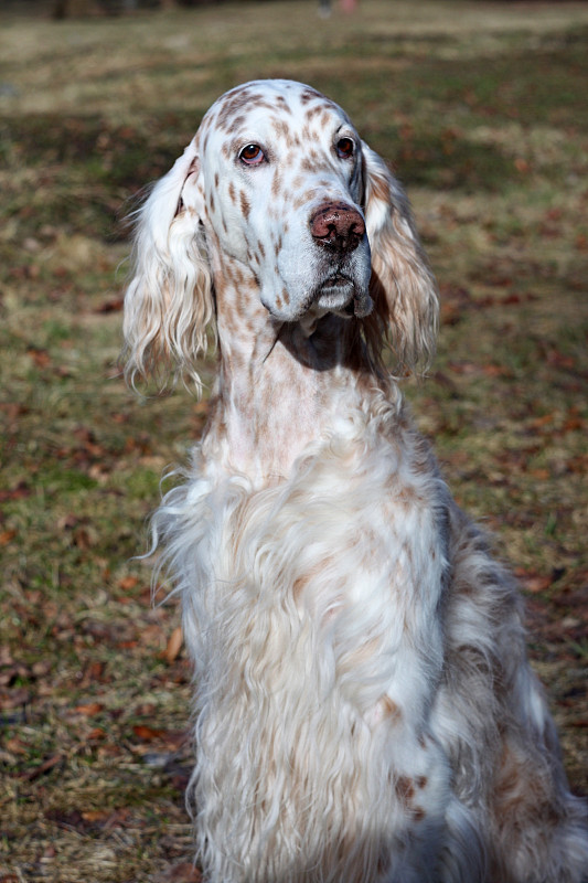 英国塞特犬，纯种白色斑点皇家狗肖像在复古风格