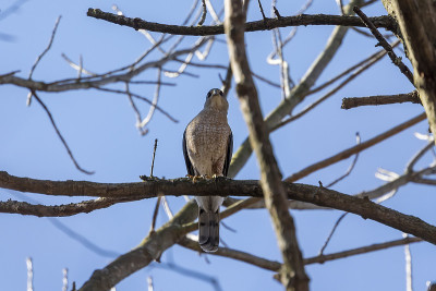 库珀鹰(Accipiter cooperii)，也被称为库珀鹰，是美国本土动物。