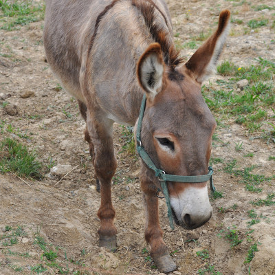 驴