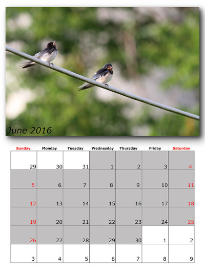 花园鸟类日历2016年6月