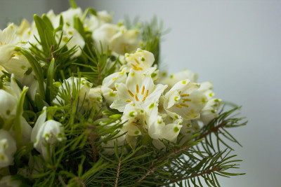 一束白花、白果和针叶。白花，叫春雪花花