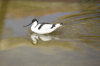 涉水鸟,Avocet