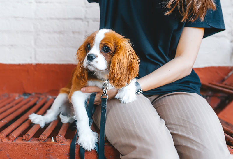 骑士国王查尔斯猎犬小狗坐在主人的脚上的长凳上