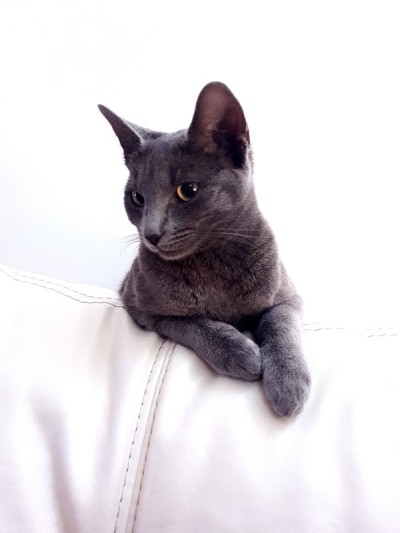 Grey六个月大的小猫
